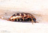 tesařík páskovaný (Brouci), Leptura aurulenta Fabricius, 1793, Lepturini, Cerambycidae (Coleoptera)